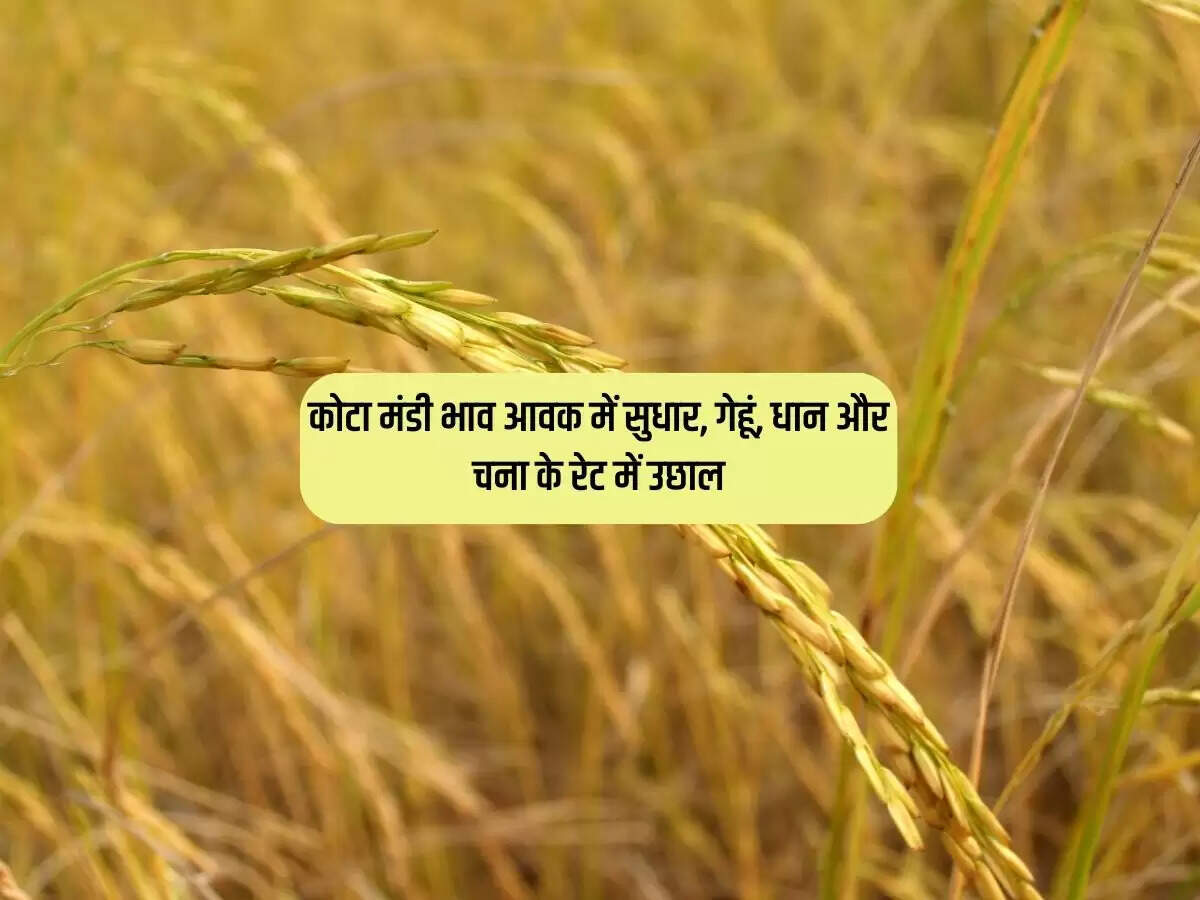 कोटा मंडी भाव 20 फरवरी 2024 : आवक में सुधार, गेहूं, धान और चना के रेट में उछाल