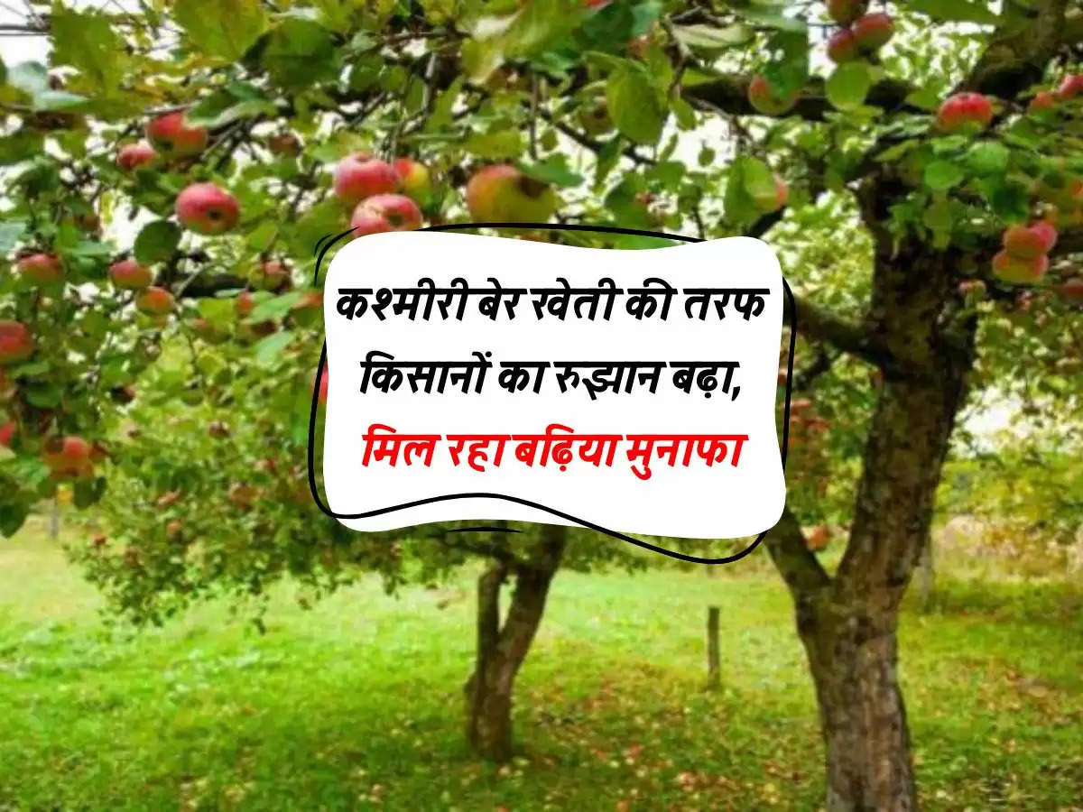 कश्मीरी बेर खेती की तरफ किसानों का रुझान बढ़ा, मिल रहा बढ़िया मुनाफा