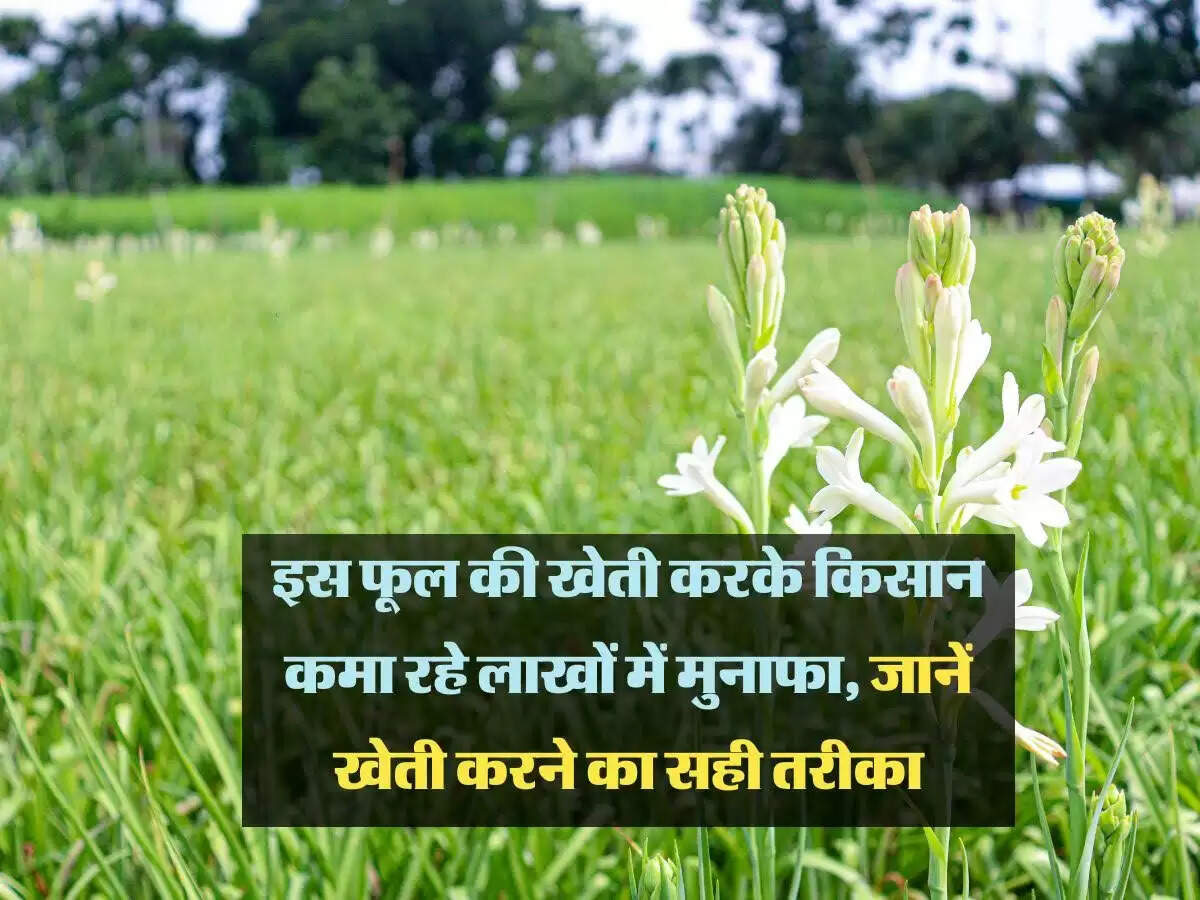 Business Idea: इस फूल की खेती करके किसान कमा रहे लाखों में मुनाफा, जानें खेती करने का सही तरीका