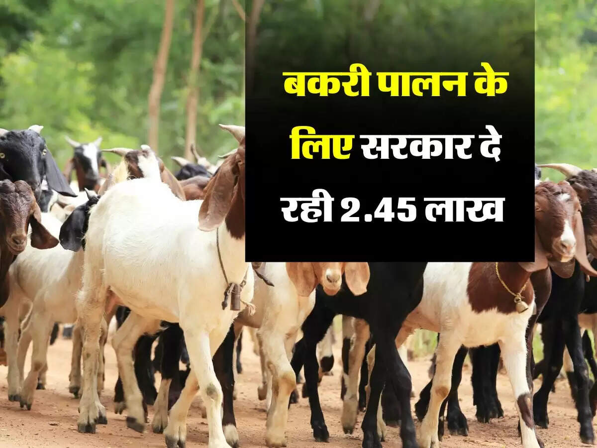 साल 2024 में बकरी पालन के लिए मिल रही 2.40 लाख की सब्सिडी, जल्द करें आवेदन