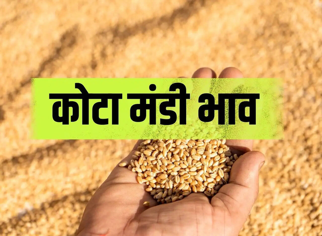 Kota Mandi bhav 18 January 2024 : गेहूं, सोयाबीन, धान और सरसों के भाव