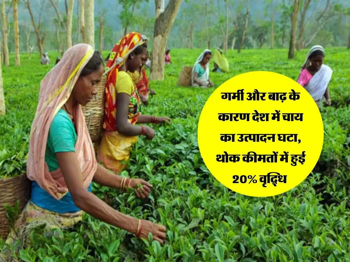 गर्मी और बाढ़ के कारण देश में चाय का उत्पादन घटा, थोक कीमतों में हुई 20% वृद्धि