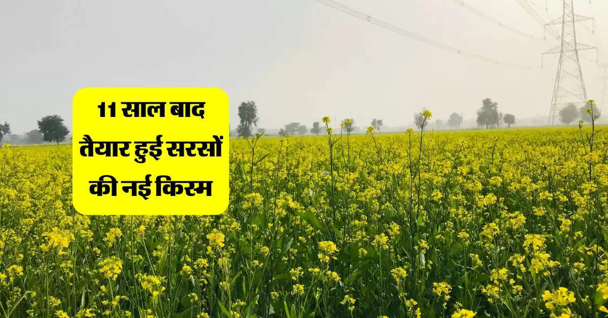 Sarso: 11 साल बाद तैयार हुई सरसों की नई किस्म, किसानों को मिलेगी अच्छी पैदावार