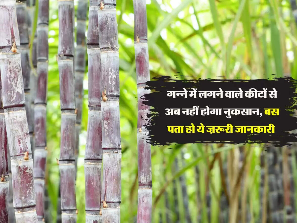 गन्ने में लगने वाले कीटों से अब नहीं होगा नुकसान, बस पता हो ये ज़रूरी जानकारी