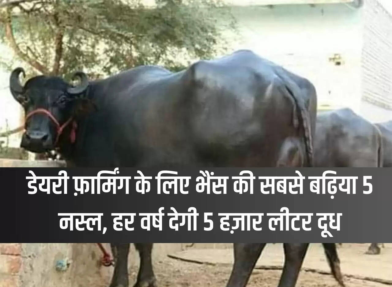 Best 5 breeds of buffalo for dairy farming, will give 5 thousand liters of milk every year