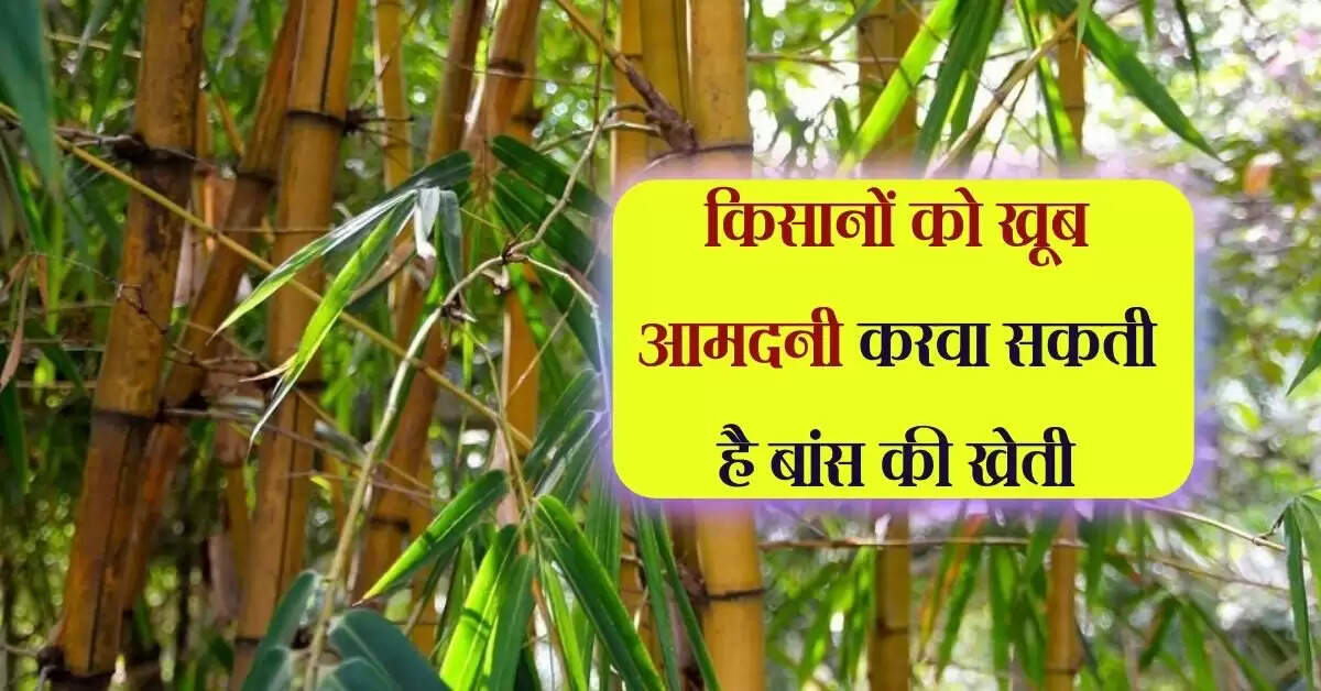 किसानों को खूब आमदनी करवा सकती है बांस की खेती, ऐसे मंगवा सकते हैं पौधा