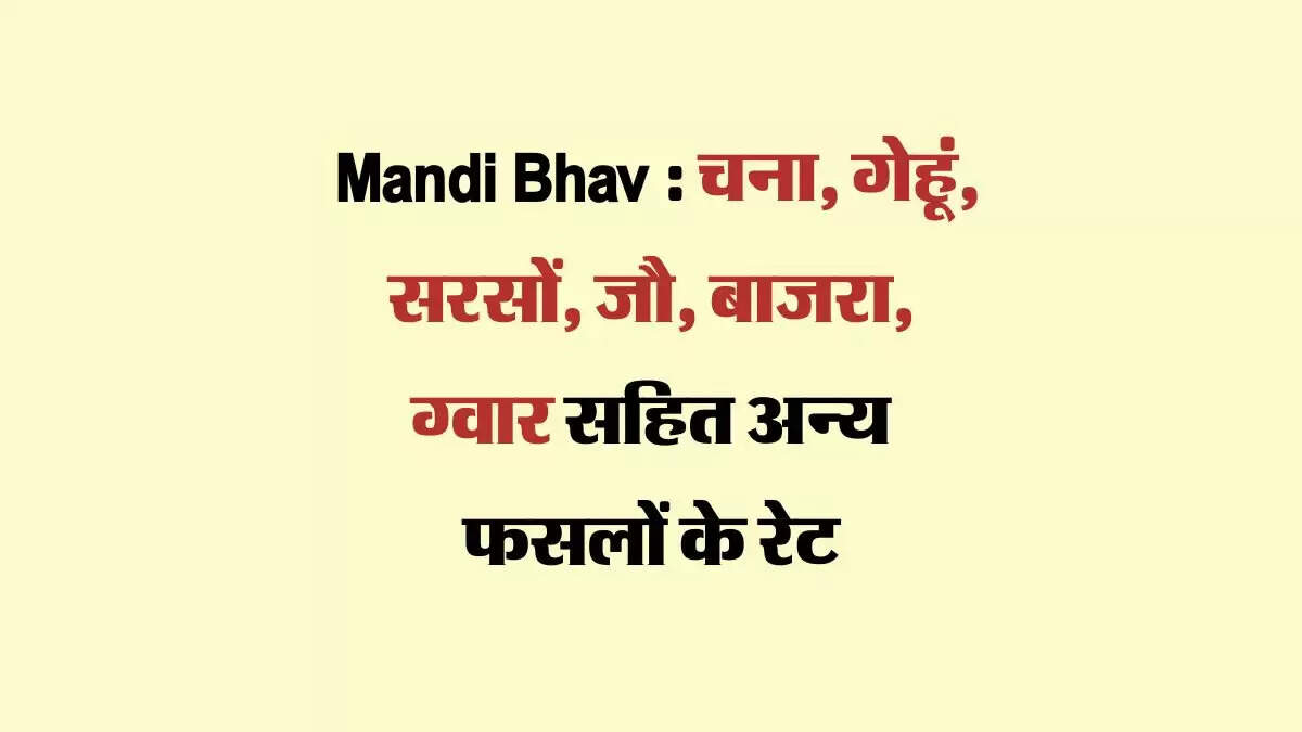 Mandi Bhav 23 August 2024 : चना, गेहूं, सरसों, जौ, बाजरा, ग्वार सहित अन्य फसलों के रेट