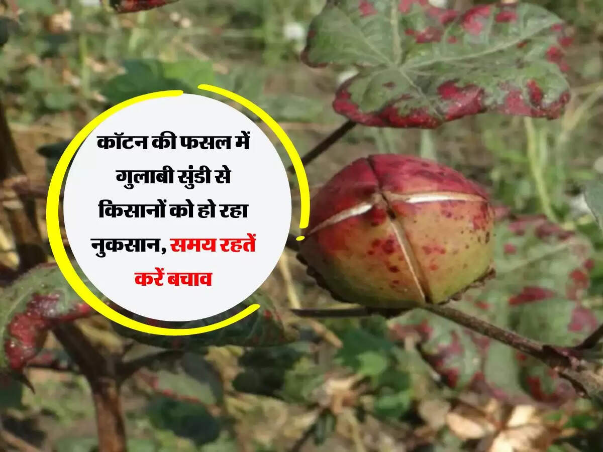 कॉटन की फसल में गुलाबी सुंडी से किसानों को हो रहा नुकसान, समय रहतें करें बचाव
