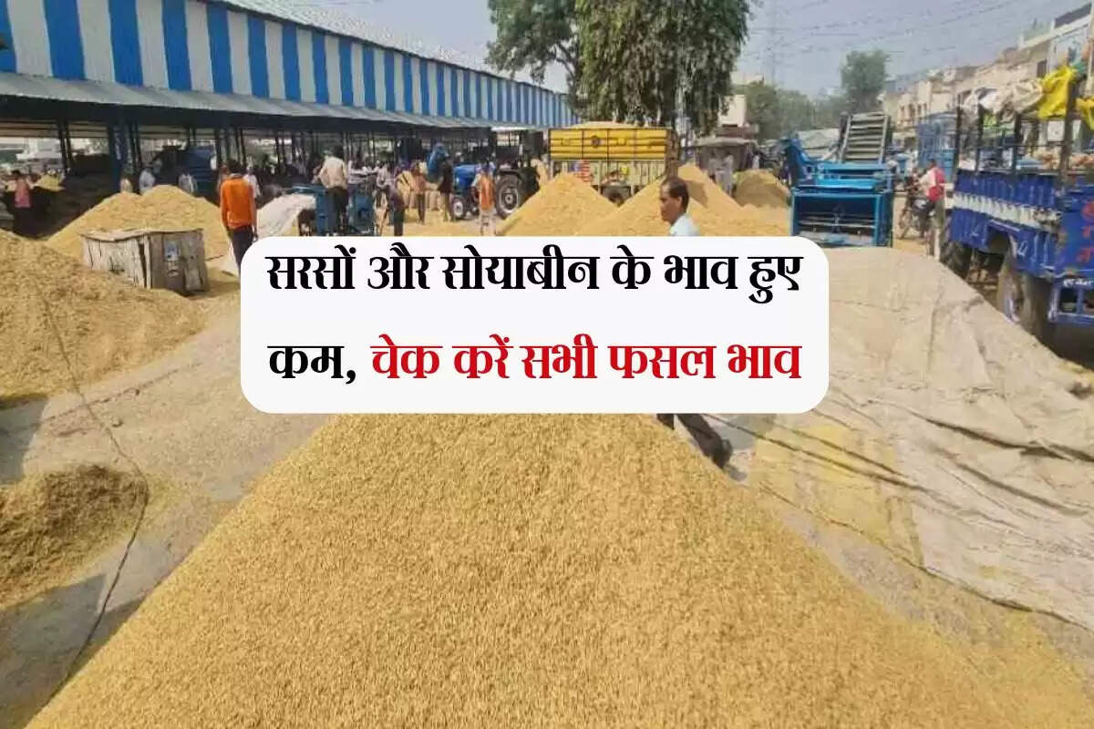 Kota Mandi Bhav: सरसों और सोयाबीन के भाव हुए कम, चेक करें सभी फसल भाव