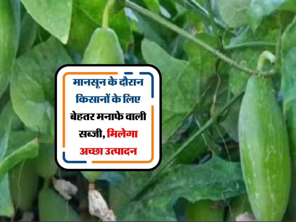 मानसून के दौरान किसानों के लिए बेहतर मनाफे वाली सब्जी, मिलेगा अच्छा उत्पादन