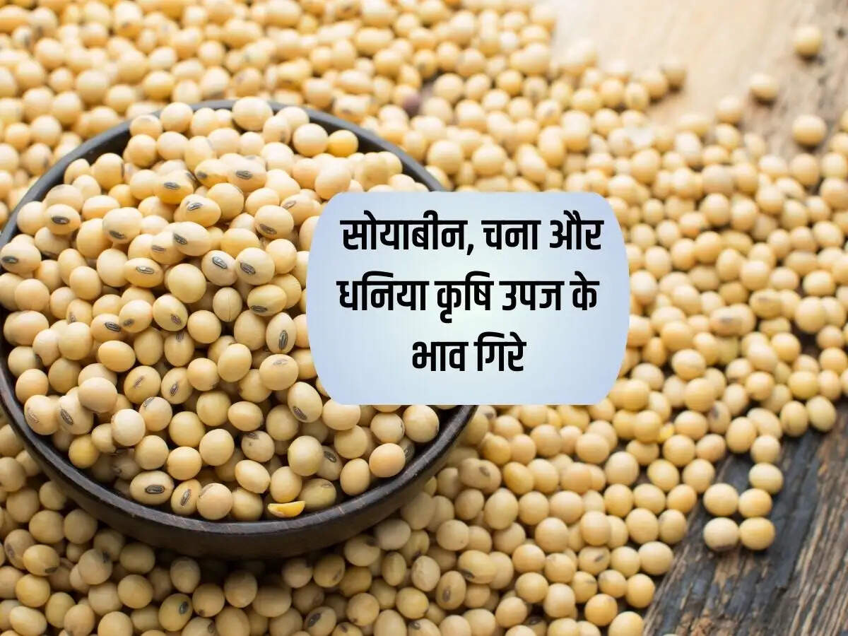 कोटा मंडी भाव 19 फरवरी 2024: सोयाबीन, चना और धनिया कृषि उपज के भाव गिरे