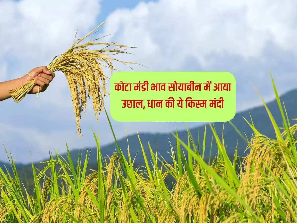 कोटा मंडी भाव 22 फरवरी 2024: सोयाबीन में आया उछाल, धान की ये किस्म मंदी