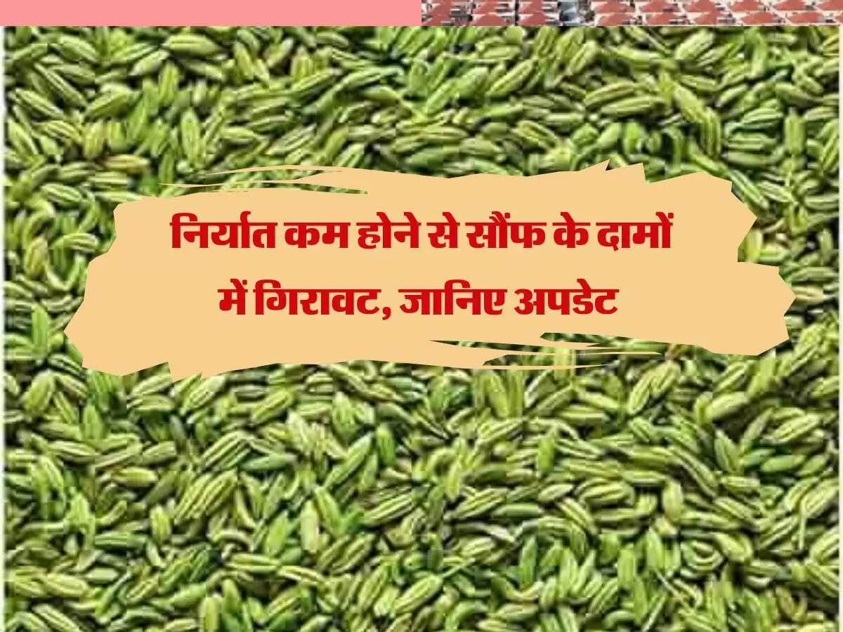 निर्यात कम होने से सौंफ के दामों में गिरावट, जानिए अपडेट