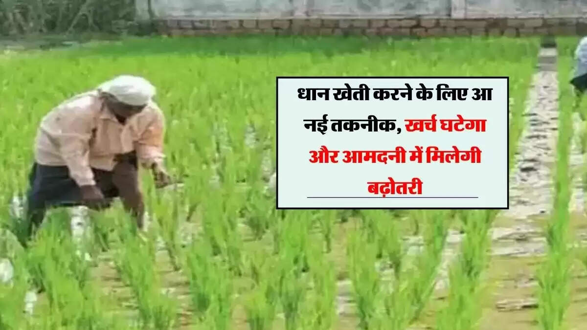 धान खेती करने के लिए आ नई तकनीक, खर्च घटेगा और आमदनी में मिलेगी बढ़ोतरी