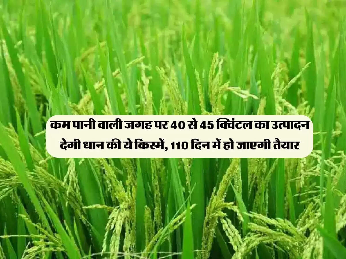 कम पानी वाली जगह पर 40 से 45 क्विंटल का उत्पादन देगी धान की ये किस्में, 110 दिन में हो जाएगी तैयार