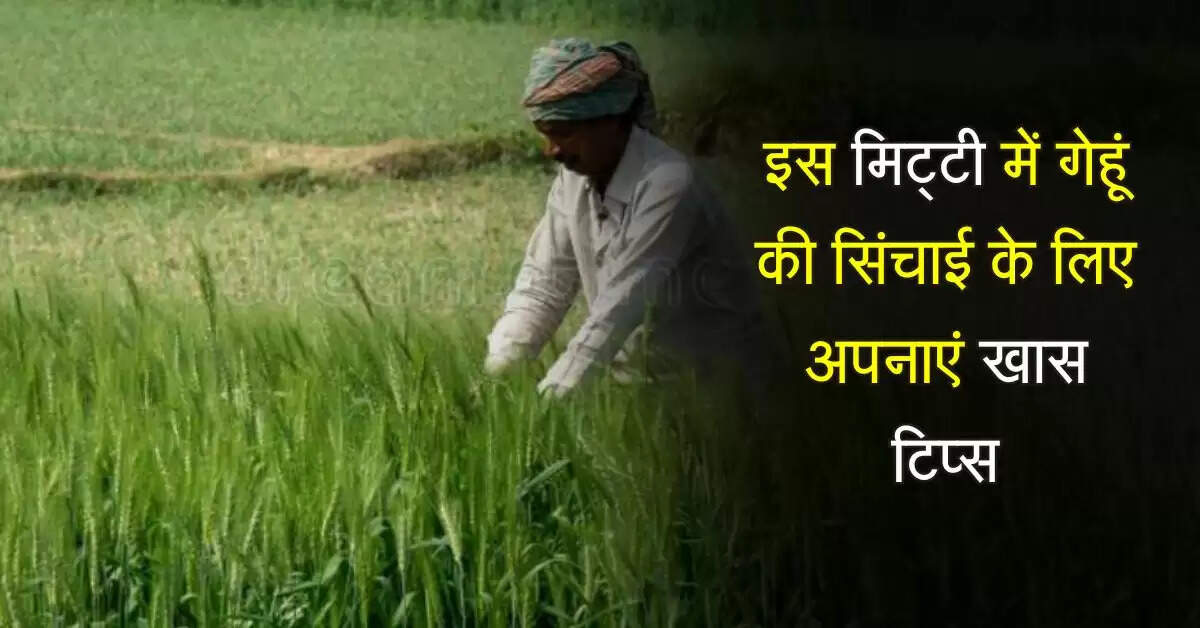 Wheat irrigation: इस मिट्टी में गेहूं की सिंचाई के लिए अपनाएं खास टिप्स, वरना पड़ेगा&nbsp;उत्पादन&nbsp;पर&nbsp;असर