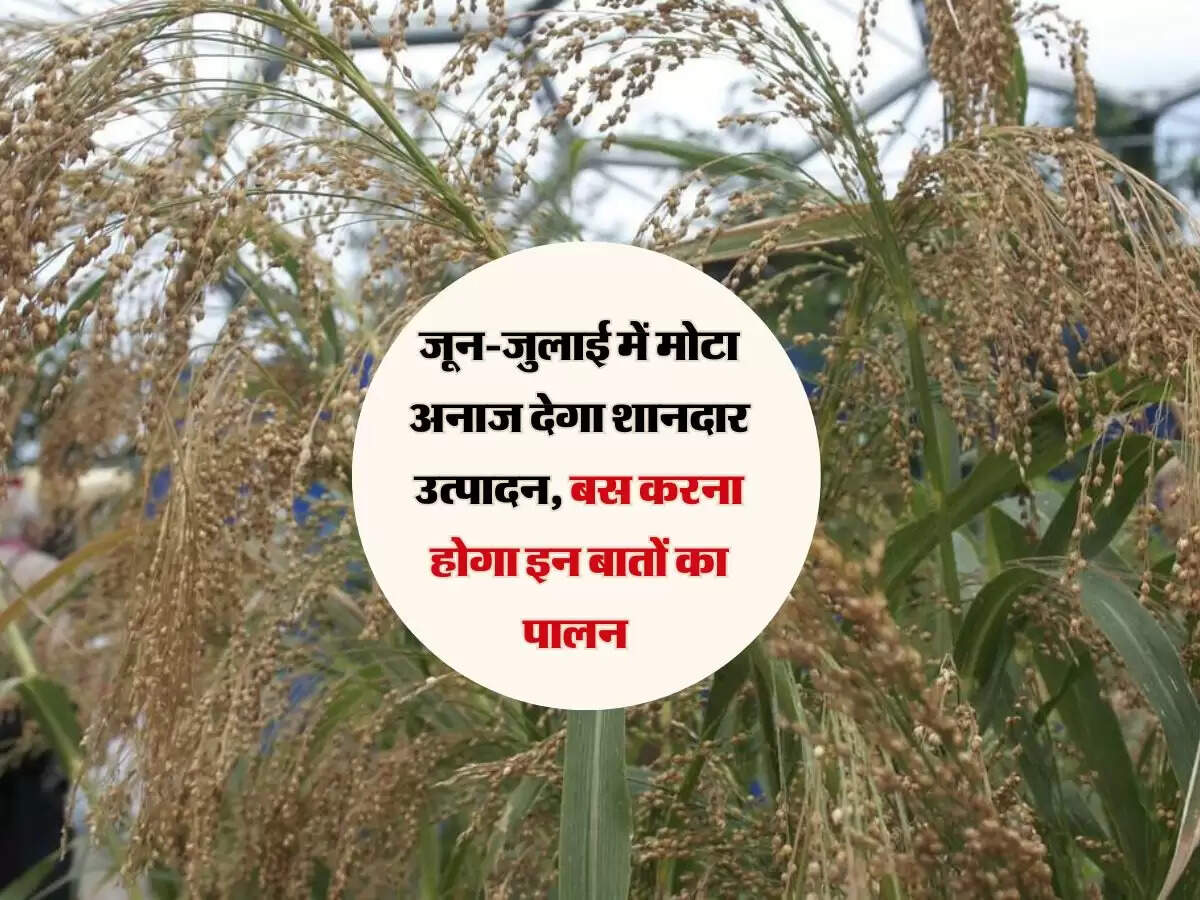 जून-जुलाई में मोटा अनाज देगा शानदार उत्पादन, बस करना होगा इन बातों का पालन&nbsp;