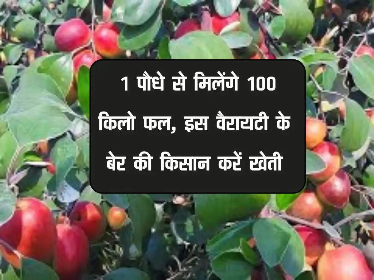 Ber Farming : 1 पौधे से मिलेंगे 100 किलो फल, इस वैरायटी के बेर की किसान करें खेती