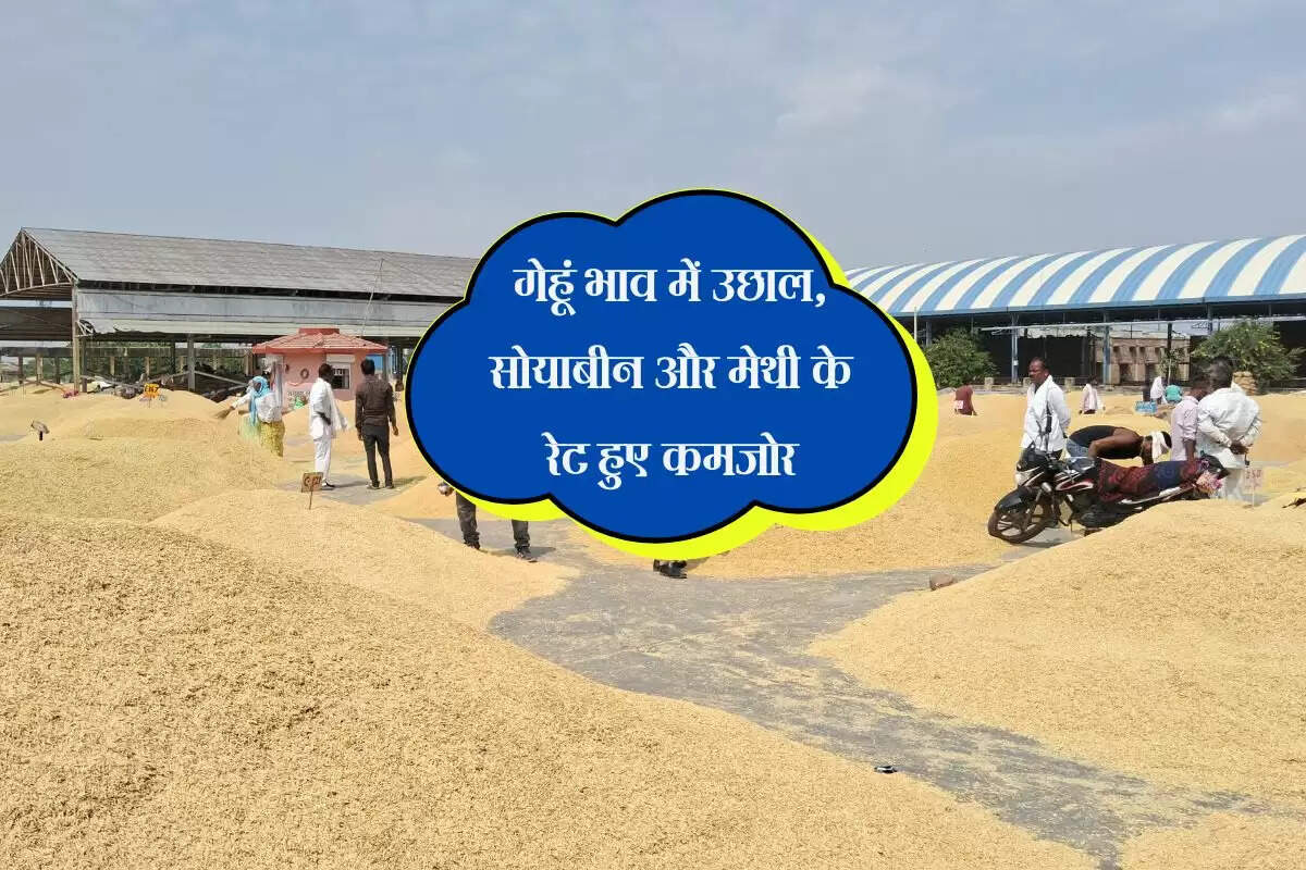 Kota mandi bhav: गेहूं भाव में उछाल, सोयाबीन और मेथी के रेट हुए कमजोर