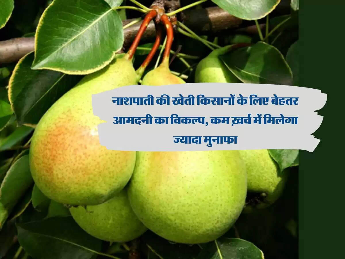 नाशपाती की खेती किसानों के लिए बेहतर आमदनी का विकल्प, कम ख़र्च में मिलेगा ज्यादा मुनाफा