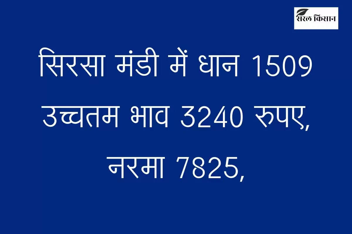 Mandi bhav: सिरसा मंडी में धान 1509 उच्चतम भाव 3240 रुपए, नरमा 7825, चैक आज का भाव
