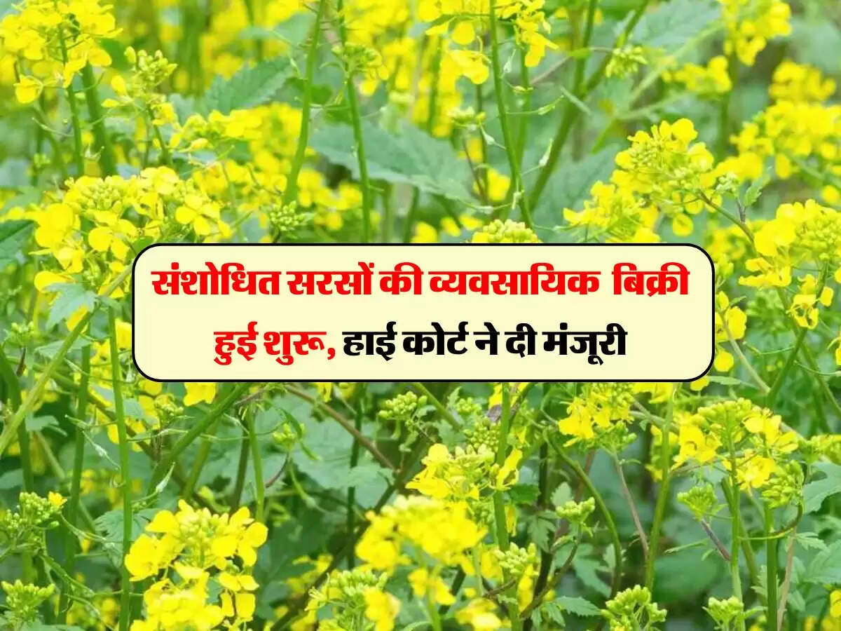 संशोधित सरसों की व्यवसायिक बिक्री हुई शुरू, हाई कोर्ट ने दी मंजूरी