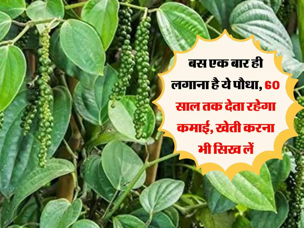 बस एक बार ही लगाना है ये पौधा, 60 साल तक देता रहेगा कमाई, खेती करना भी सिख लें