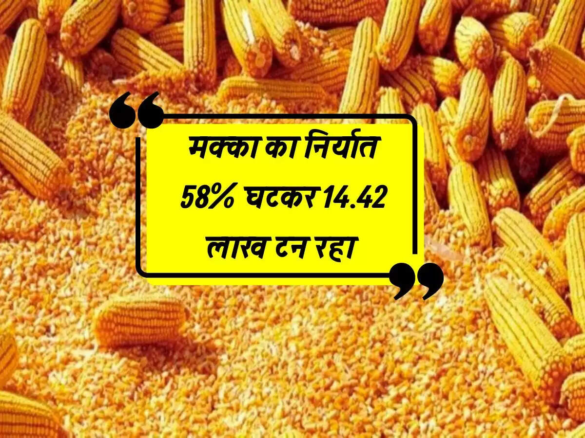 मक्का का निर्यात 58% घटकर 14.42 लाख टन रहा