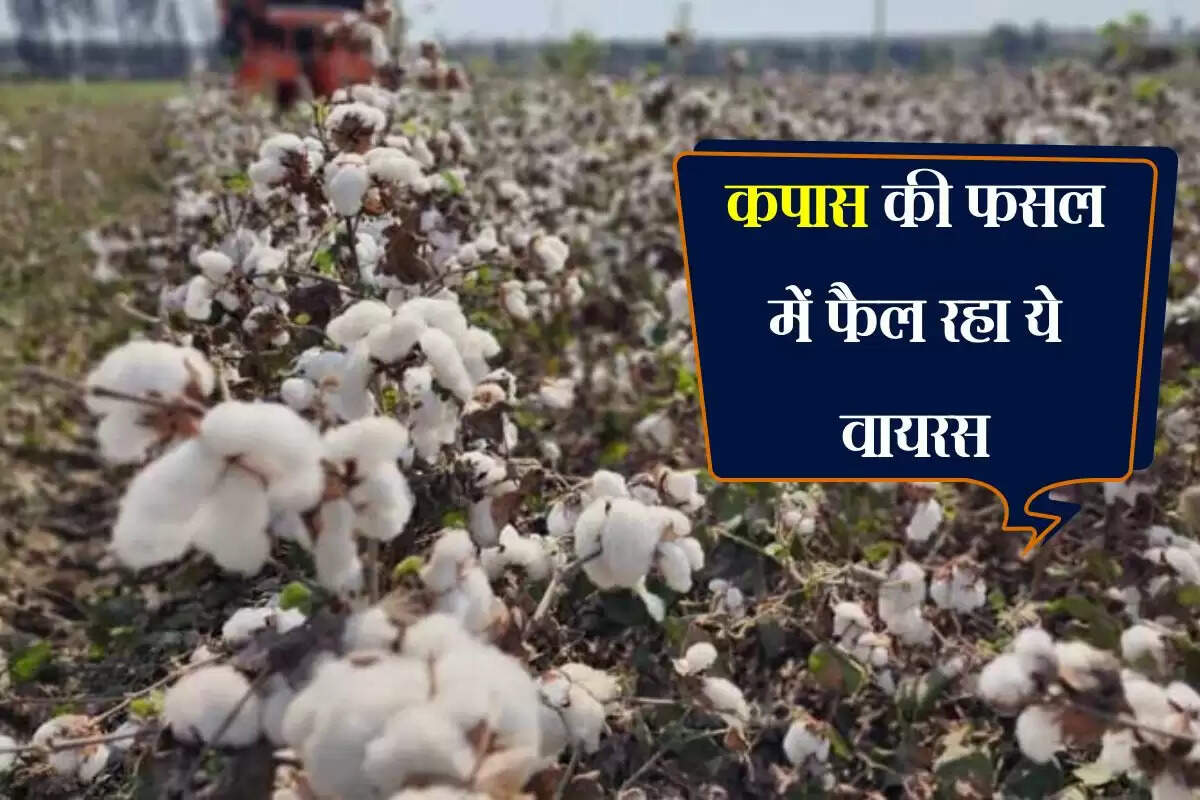 कपास की फसल में फैल रहा ये वायरस, मुरझा रहे बीटी कॉटन के पौधे, एक्सपर्ट ने बताया उपचार