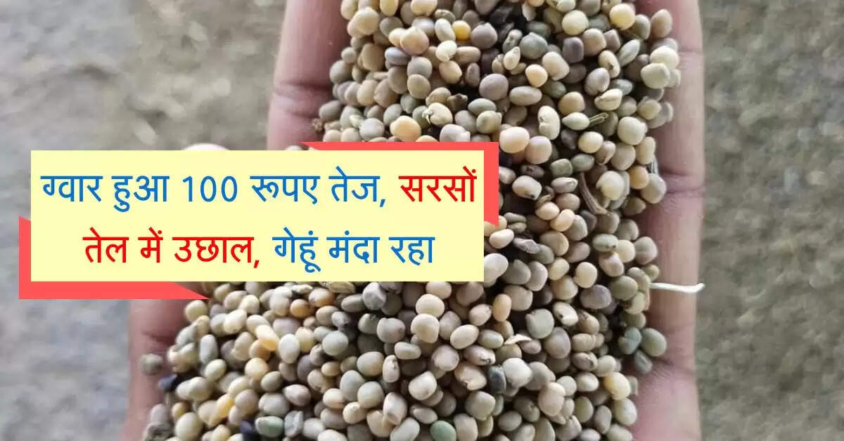 Jaipur Mandi bhav: ग्वार हुआ 100 रूपए तेज, सरसों तेल में उछाल, गेहूं मंदा रहा