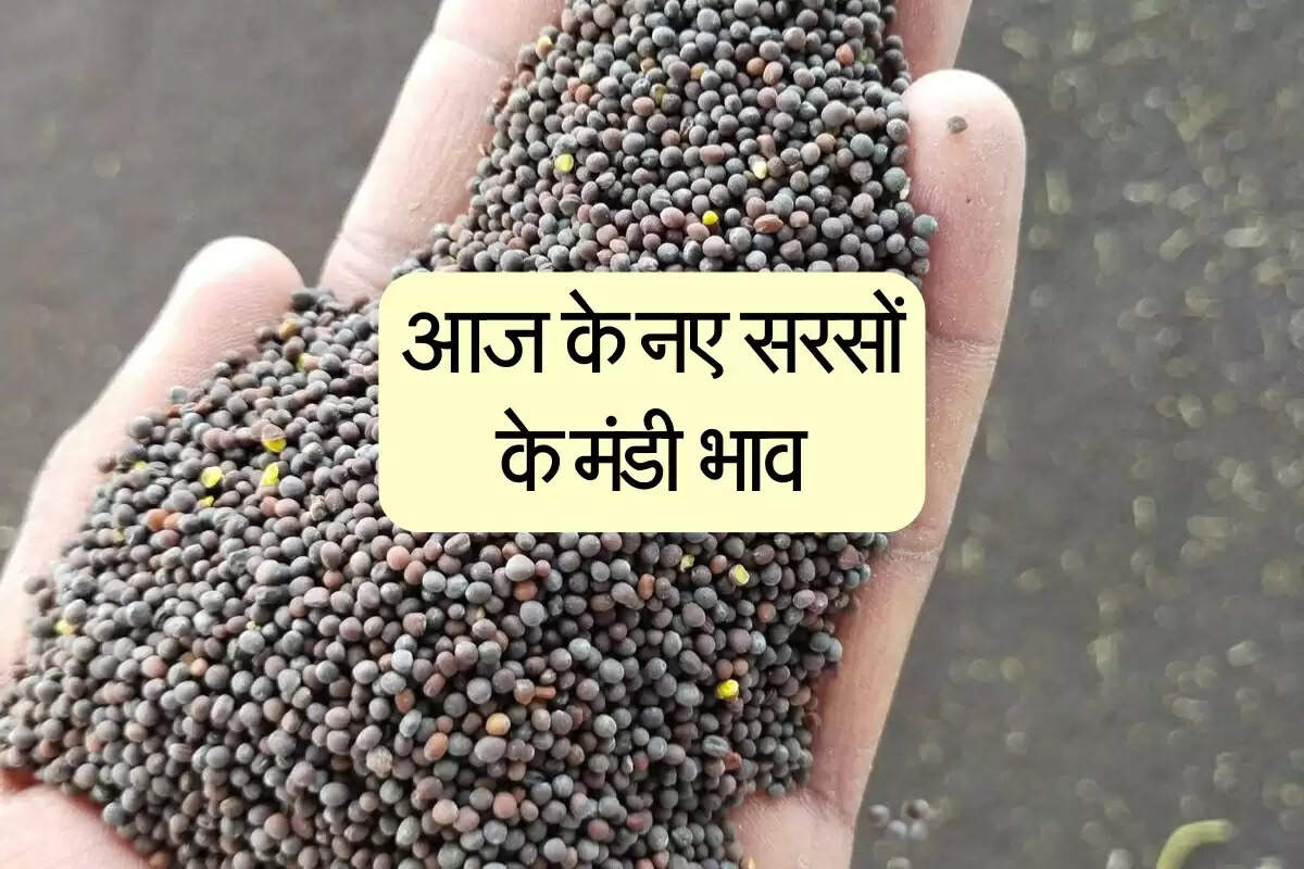 Sarso Mandi bhav: आज के नए सरसों के मंडी भाव (15 May 2025)