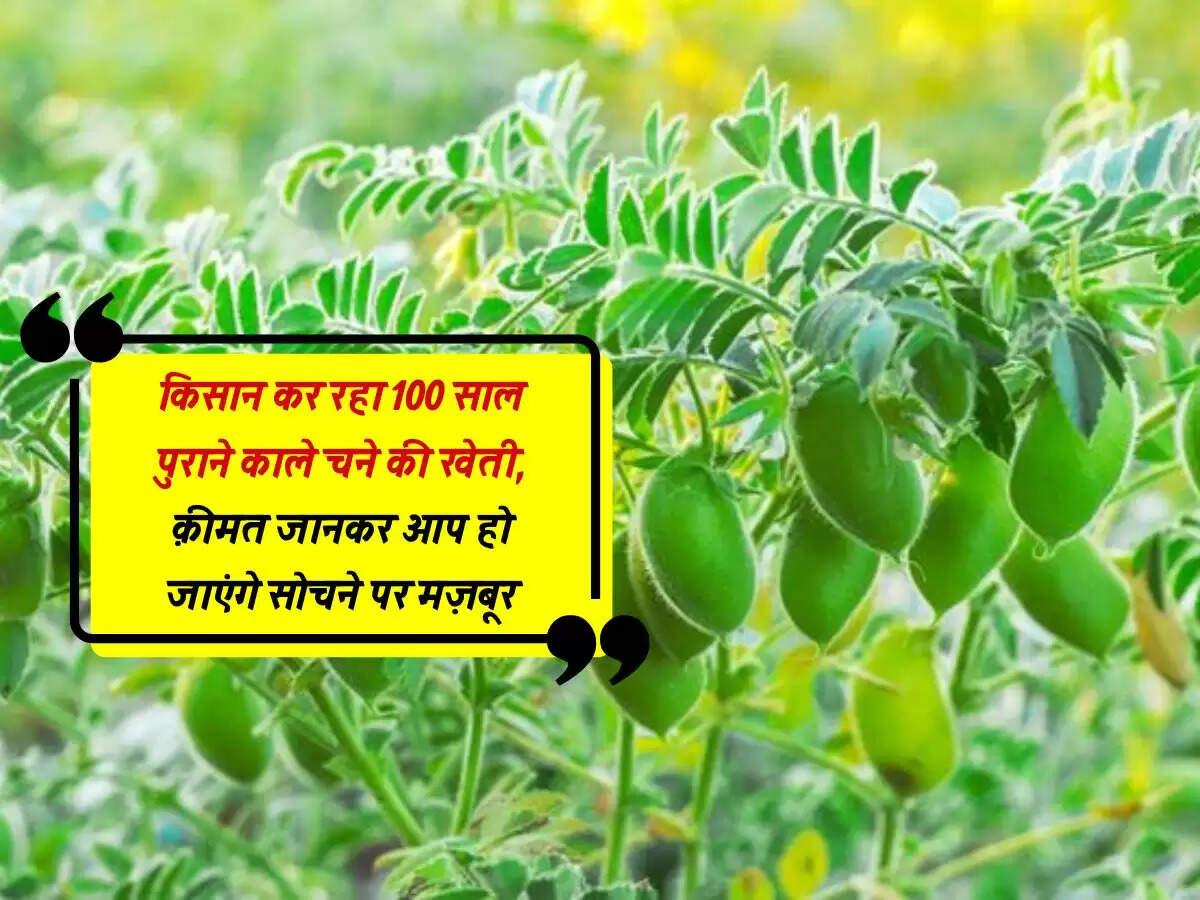 किसान कर रहा 100 साल पुराने काले चने की खेती, क़ीमत जानकर आप हो जाएंगे सोचने पर मज़बूर