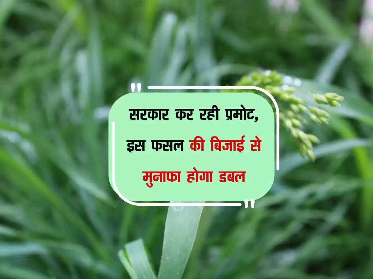 सरकार कर रही प्रमोट, इस फसल की बिजाई से मुनाफा होगा डबल