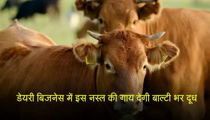 डेयरी बिजनेस में सफलता की चाबी, इस नस्ल की गाय देगी बाल्टी भर दूध के साथ शानदार मुनाफा