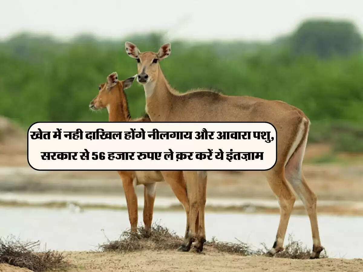 खेत में नही दाखिल होंगे नीलगाय और आवारा पशु, सरकार से 56 हजार रुपए ले क़र करें ये इंतज़ाम
