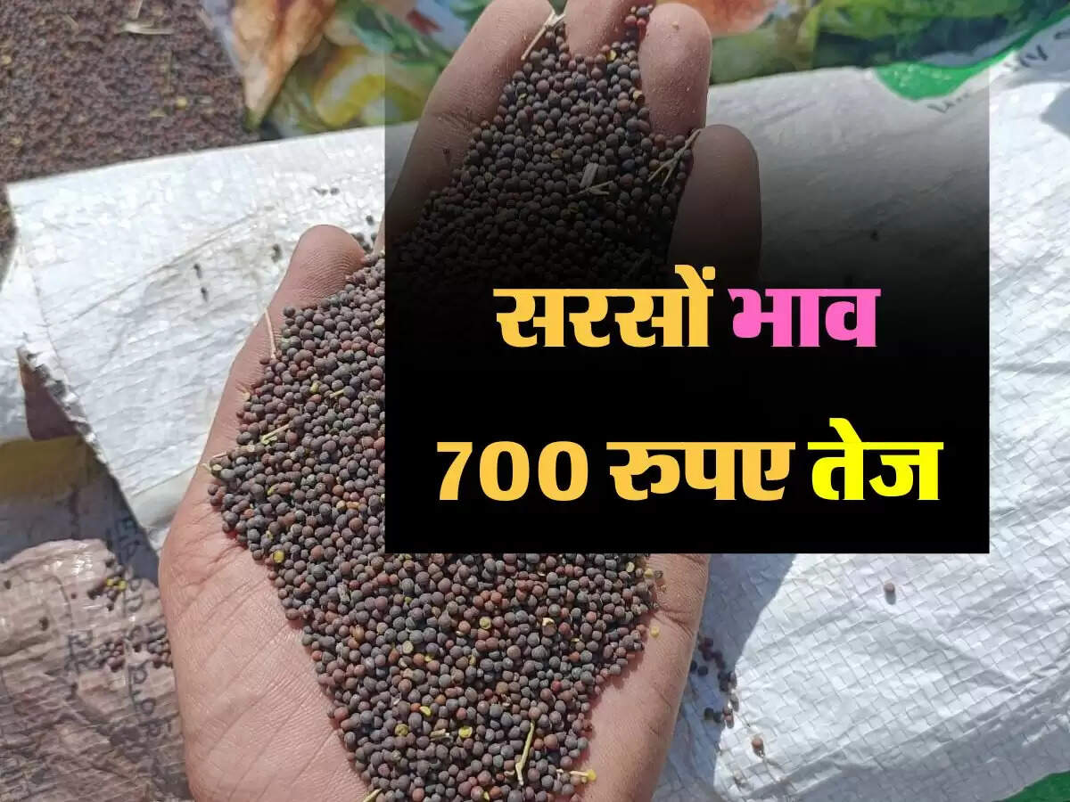 सरसों के भावों में तेजी से किसानों को मिली राहत, अभी और भी बढ़ सकतें हैं भाव