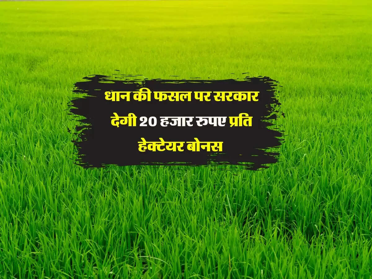 धान की फसल पर सरकार देगी 20 हजार रुपए प्रति हेक्टेयर बोनस