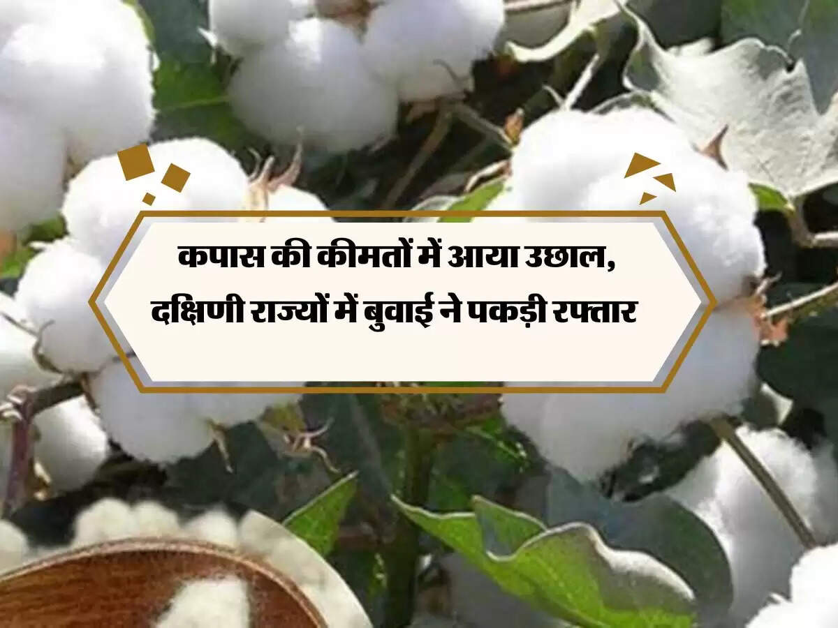 कपास की कीमतों में आया उछाल, दक्षिणी राज्यों में बुवाई ने पकड़ी रफ्तार
