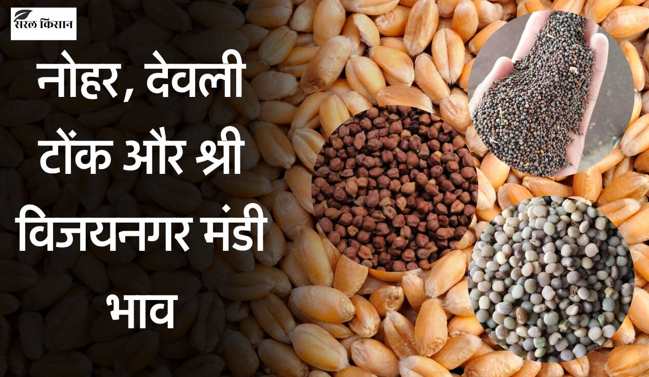 Mandi Bhav 7 January 2026: नोहर, देवली टोंक और श्री विजयनगर मंडी भाव, कई फसलों में तेजी