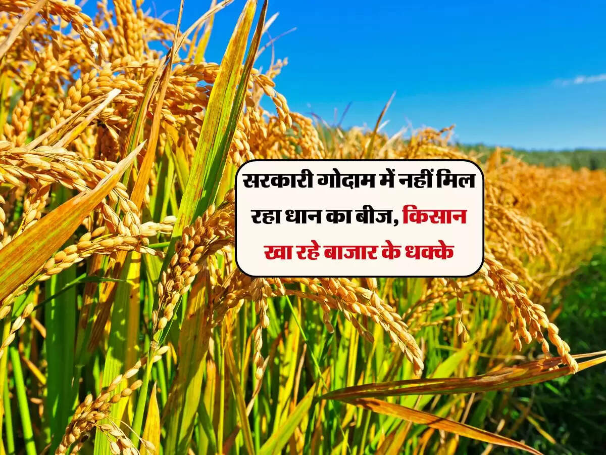सरकारी गोदाम में नहीं मिल रहा धान का बीज, किसान खा रहे बाजार के धक्के