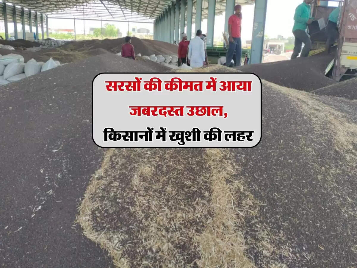 Musturd price: सरसों की कीमत में आया जबरदस्त उछाल, किसानों में खुशी की लहर 
