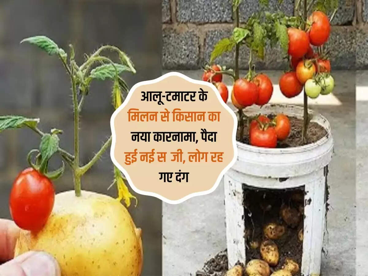 आलू-टमाटर के मिलन से किसान का नया कारनामा, पैदा हुई नई सब्जी, लोग रह गए दंग