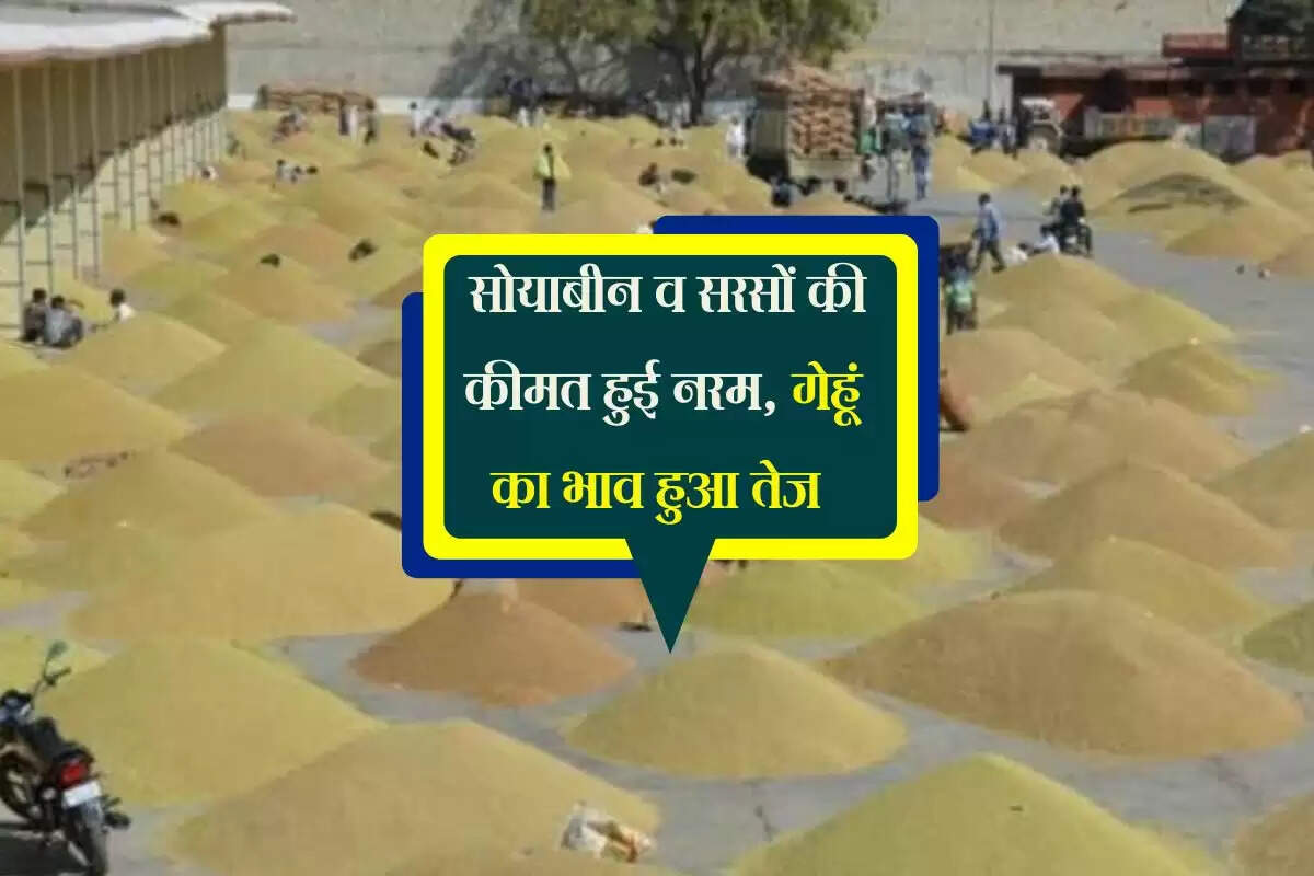 Kota Mandi bhav: सोयाबीन व सरसों की कीमत हुई नरम, गेहूं का भाव हुआ तेज
