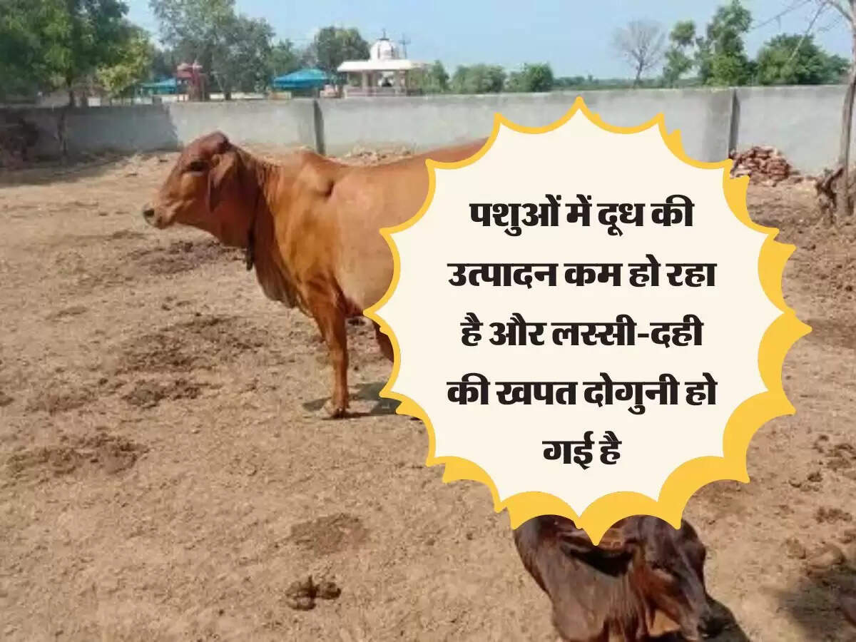 पशुओं में दूध की उत्पादन कम हो रहा है और लस्सी-दही की खपत दोगुनी हो गई है