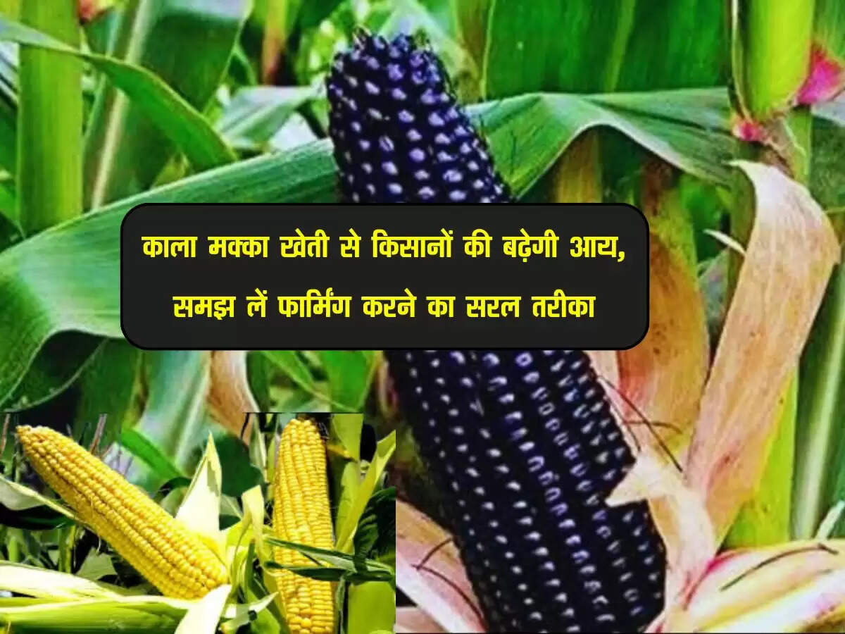 काला मक्का खेती से किसानों की बढ़ेगी आय, समझ लें फार्मिंग करने का सरल तरीका