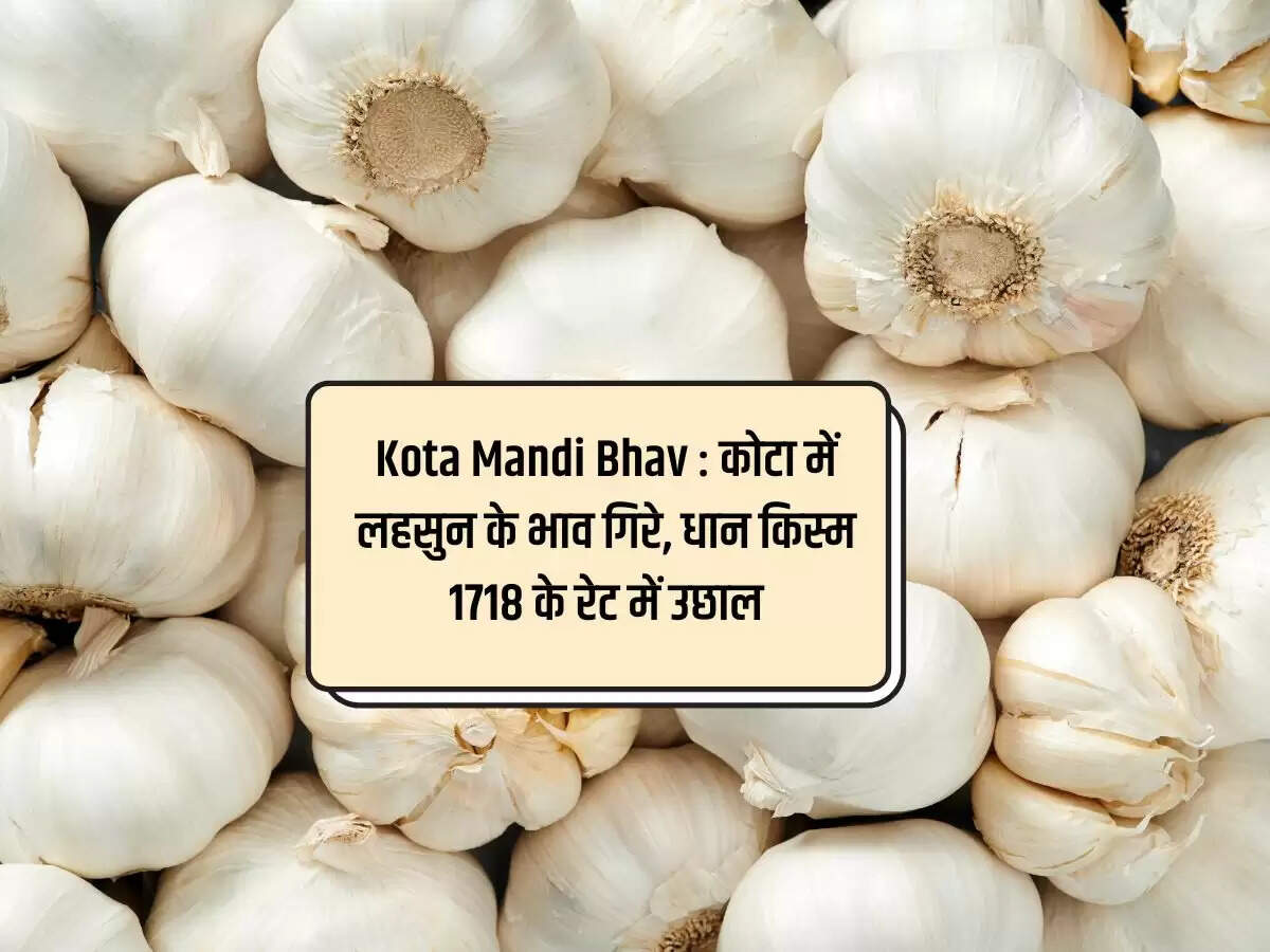 Kota Mandi Bhav 27 February 2024 : कोटा में लहसुन के भाव गिरे, धान किस्म 1718 के रेट में उछाल