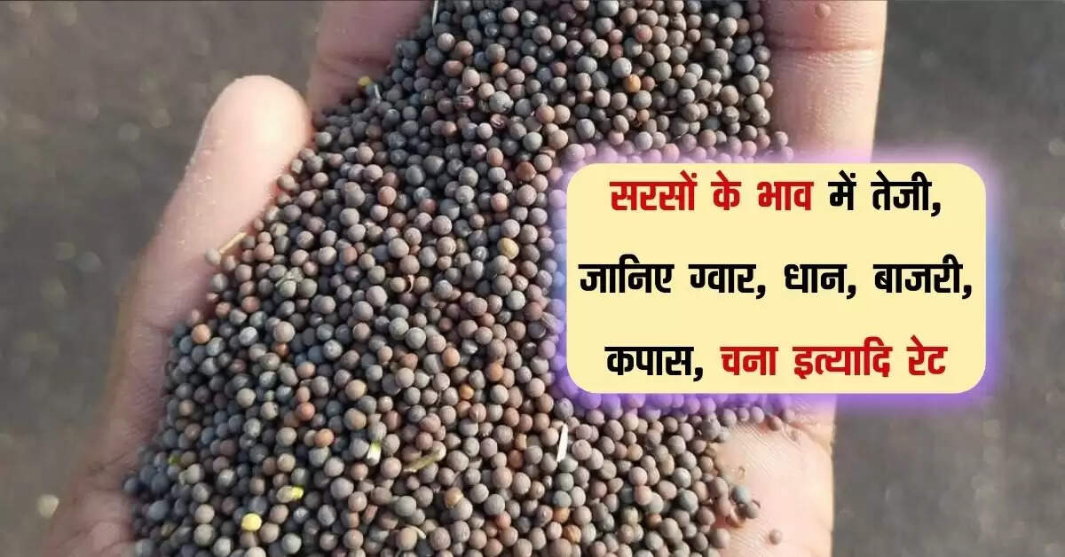 Nohar Mandi bhav: सरसों के भाव में तेजी, जानिए ग्वार, धान, बाजरी, कपास, चना इत्यादि रेट