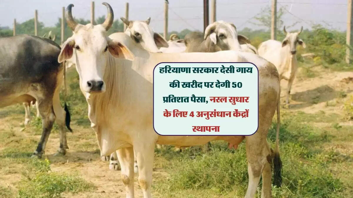 हरियाणा सरकार देसी गाय की खरीद पर देगी 50 प्रतिशत पैसा, नस्ल सुधार के लिए 4 अनुसंधान केंद्रों स्थापना