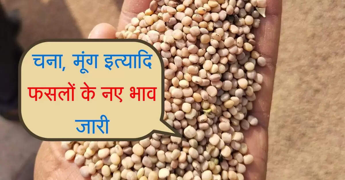 Jodhpur Mandi bhav: बाजरा, गेहूं, अरण्डी, गेहूं, ग्वार, चना, मूंग इत्यादि फसलों के नए भाव जारी