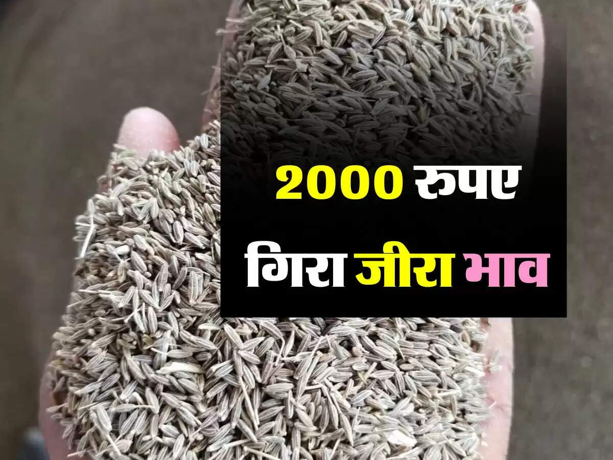 Merta Jeera : मंडी में जीरा के भावों 2 हजार रुपए लुढ़के, कमजोर डिमांड के कारण आ रही गिरावट